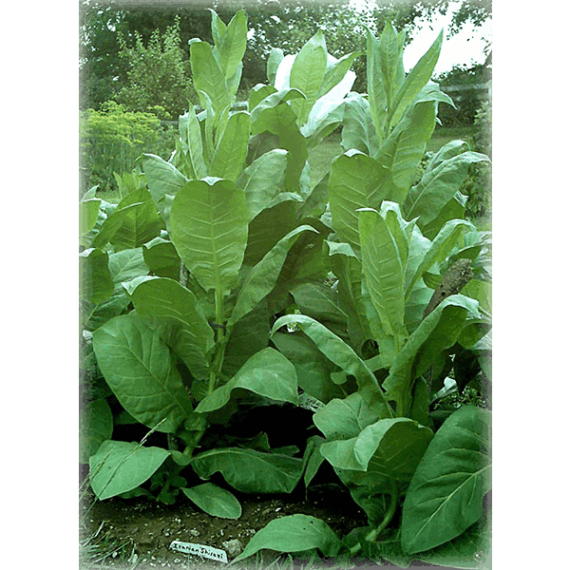 Köp tobaksfrö till tobakssorten Shirazi från Kungssnus webbutik