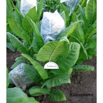 Kumanovo Tobaksfrön