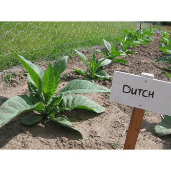 Ohio Dutch Tobaksfrön