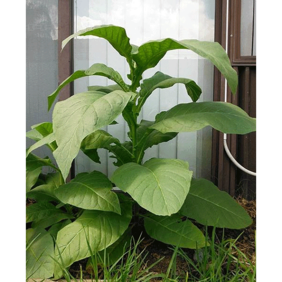 Silk Leaf Tobaksfrön