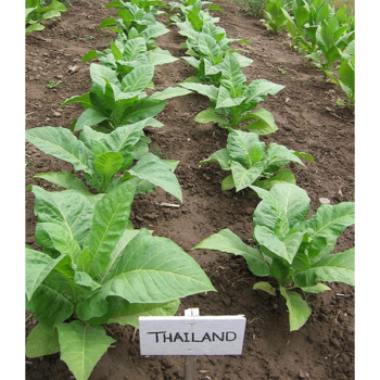 Thailand Tobaksfrön