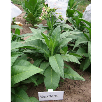 Vallejano Tobaksfrön