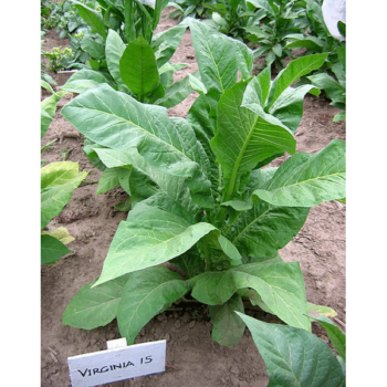 Virginia 15 Tobaksfrön