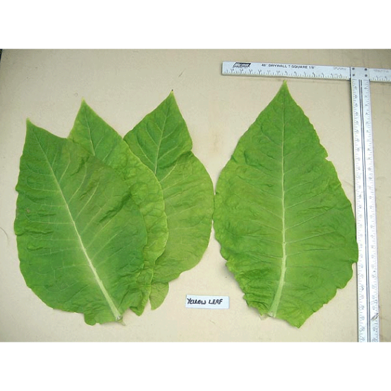 Yellow Leaf Tobaksfrön