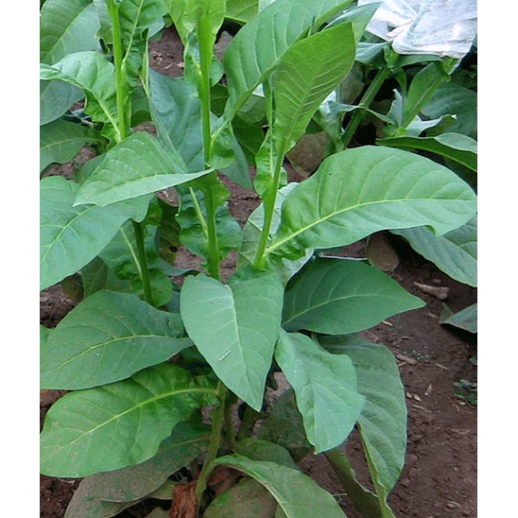 Yumbo Tobaksfrön