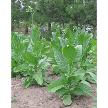 Tobacco Colorado Tobaksfrön