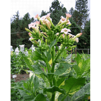 Variegated Samson Tobaksfrön