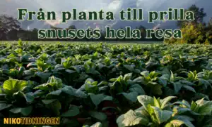 Från planta till prilla - snusets hela resa